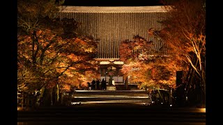 【4K】京都・仁和寺でもみじのライトアップ