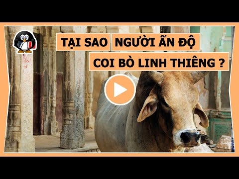 Video: Tại sao bò Ấn Độ có bướu?