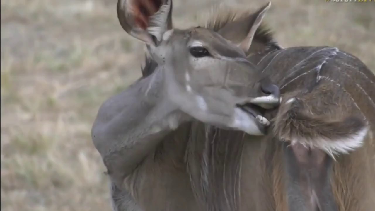 sindile faku July 28, 2017- Sunset - Kudu getting ready for Friday night out on the town