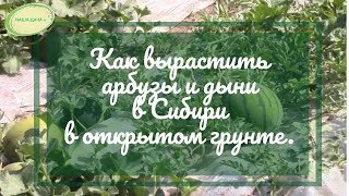 Как вырастить арбузы и дыни в Сибири по природному земледелию