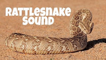 Rattlesnake Sound HD 4k ...