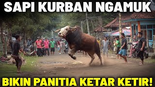 SULIT DIJINAKKAN HINGGA PANITIA DISERUDUK!? Inilah Momen Sapi Kurban Ngamuk dan Kabur