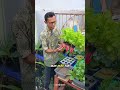 nutrisi ab mix sayuran hidroponik #janurinurhidayat #berkebun