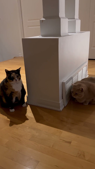 When Taro met Mochi