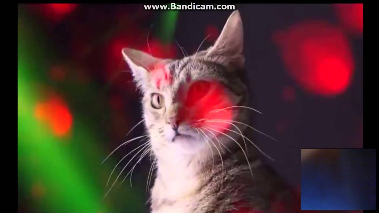 Песни с котами видео. Кота который поет мяу. Коты поют песню деспасито. Песня про котиков дискотека видео.