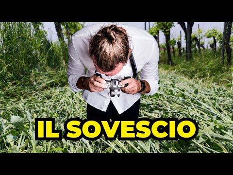 Video: Che cos'è il virus del rotolo di foglie di vite: informazioni sulla gestione del rotolo di foglie d'uva