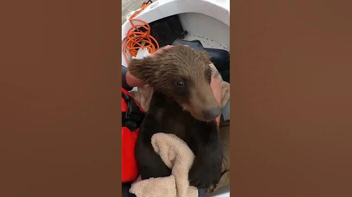 Dramatic Rescue of Animals from Deadly Floodwaters 🌊🐾 #1 #shorts