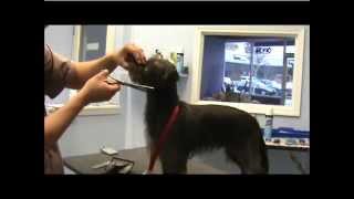 How to Groom a Terrier Mix