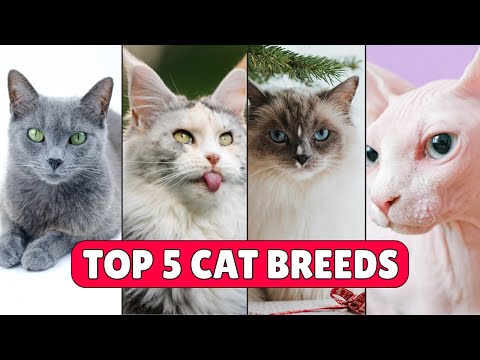 猫に対する気持ちが変わる5種類の猫種