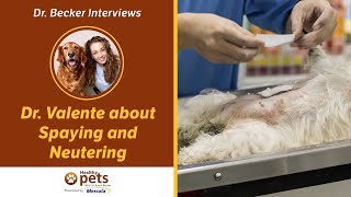 Dr. Becker and Dr. Valente Talk About Spaying and Neutering
