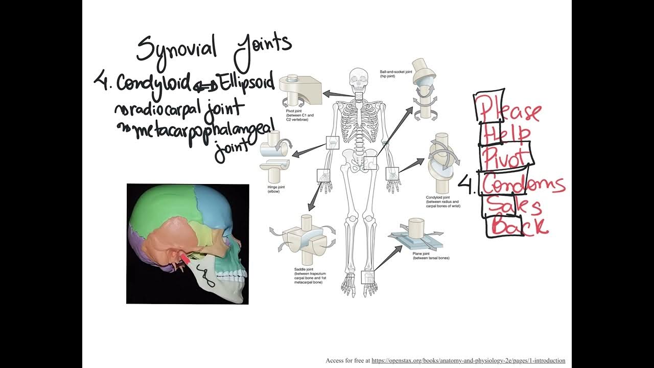 Dr. Benaduce Condyloid/ Ellipsoid Synovial Joint (Joints Lecture