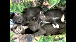 Even more Kittens ...