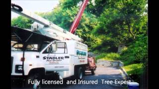 Stump Grinding and Tree Removal in Glenwood MD