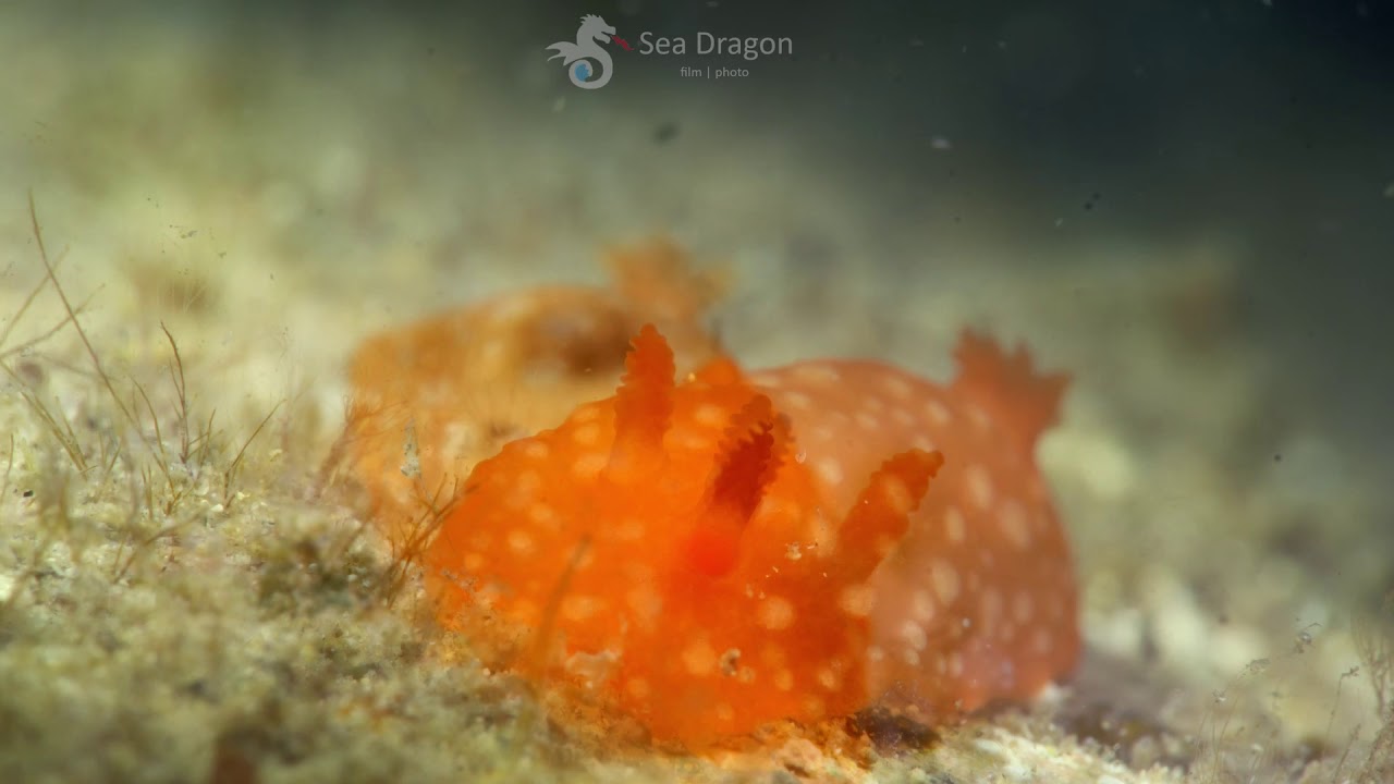 Doriopsilla peculiaris Nudibranch