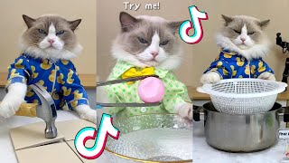 That Little Puff | Cats Make Food 😻 | Kitty God & Others | TikTok 2024 #57