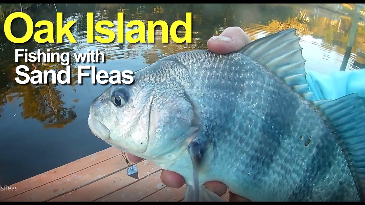 Fishing with Sand Fleas on Oak Island 