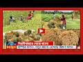 Bumper Harvest Of Boro Rice In Beanibazar New Variety Yields Double 