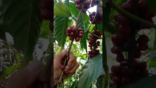 Panen Kopi Robusta