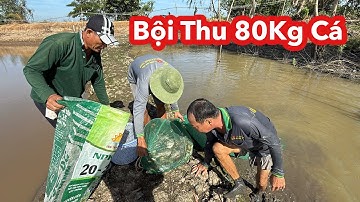 Bội Thu 80Kg Cá Đồng• Mùa Nước Rút Ở Tân Công Sính Cá Nhiều Khủng Hoảng | Bông Lúa Đồng Tháp