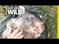 George the Wombat Begins New Life in the Wild | Nat Geo Wild