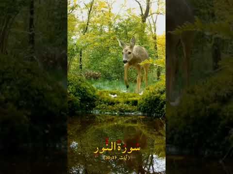 Image YouTube