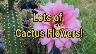 Lots of Cactus Flowers