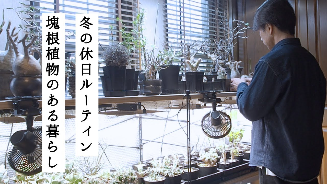 冬の休日ルーティン｜塊根植物の観察と手入れ｜植物のある暮らし