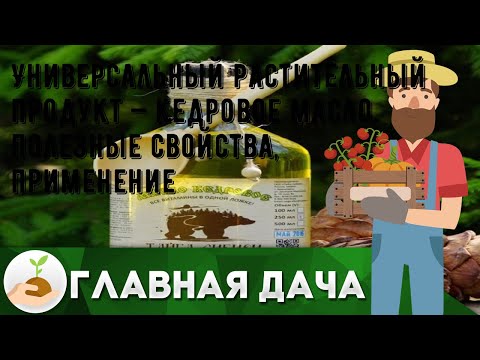 Универсальный растительный продукт — кедровое масло, полезные свойства, применение