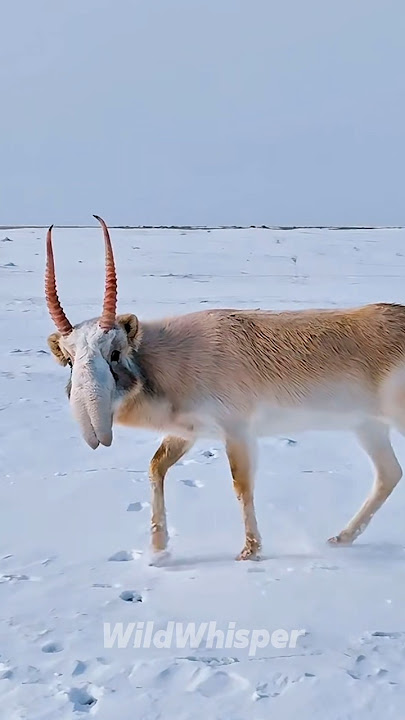 5 Animals You Didn't Know Existed 🧐 #animals #amazinganimals #shorts