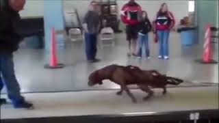 incredible pitbull dog