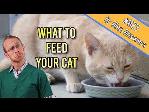 वीडियो: बिल्लियों के लिए सही आहार: प्राकृतिक पोषण