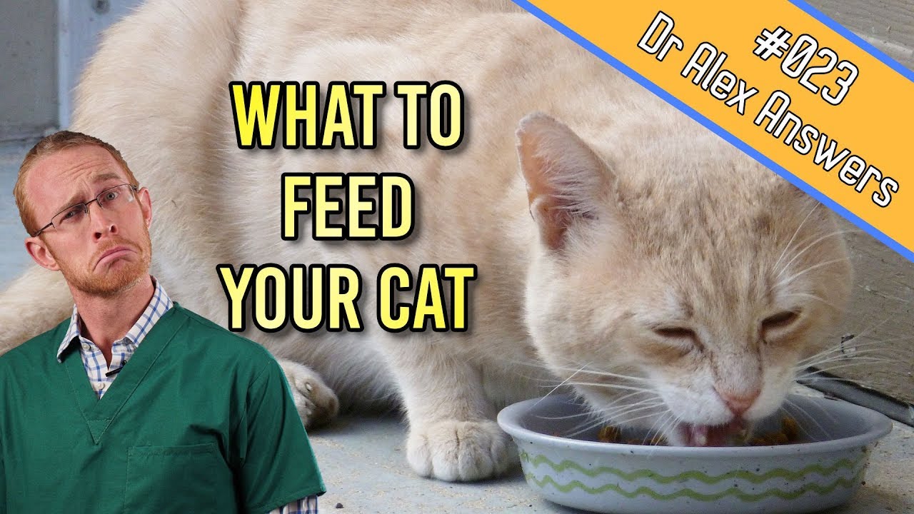 What is The Best Type of Diet for Your Cat (to keep them healthy) - Cat