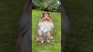 Shetland Sheepdog  Obedience Prodigy Unleashed!