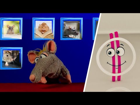 Videó: Mennyibe kerül egy csomag patkány tároló egység?