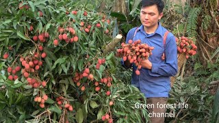 The season of ripe lychee fruit and the joyful upland market. Robert | Green forest life (ep294)