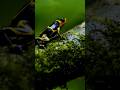 Amazon's Deadly Beauties:The Poison Dart Frogs #PoisonDartFrog#AmazonWildlife#Rainforest#Documentary