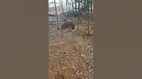 великолепный снимок дикого кабана#chasse#hunting #cinghiale #jabali #wildboa #hunting