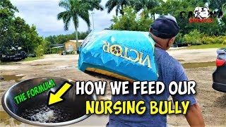 How We Feed Our Nursing American Bullies & Pitbulls Moms 🤓 For Best Milk Production 🤓