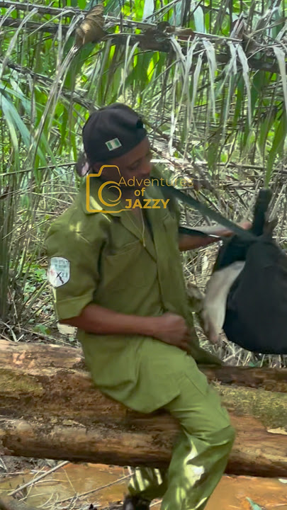 Download lagu Carrying the game through rough terrain #viralvideo #wildlife #junglehunter #africanpeople