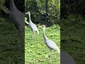 White-Naped Crane Calling | Omaha Zoo 9-9-2025