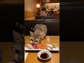 Cat Steals Nigiri 🍣😼 | Funny Sushi Restaurant Moment Caught on Camera
