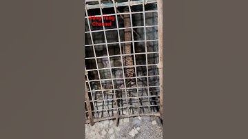 BẪY CHUỘT MỘT CHIỀU #youtube #tiktok #comedy #chuột