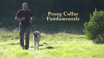 Prong Collar Fundamentals #DogTraining #puppytraining