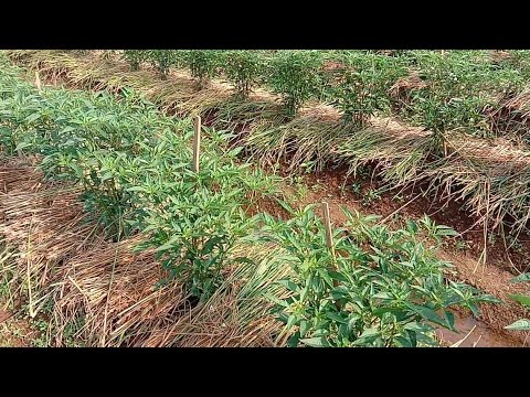 Video: Mulsa Jerami Untuk Berkebun - Cara Menggunakan Mulsa Jerami Di Sekitar Tanaman Sayuran