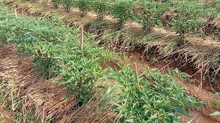 STRAW AS A MULCH REPLACEMENT, THE RESULTS ARE GREAT!!!