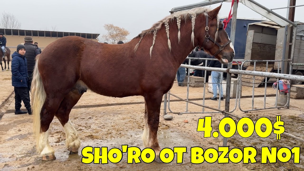 SHO'RO OT BOZOR. RISAK ARLOVISKIY RASISKIY BIYALAR TOYLAR NARXLARI  TAROZIGA 76.000 OT GO'SHT NARXI.