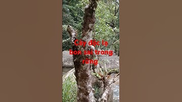 Cây độc lạ bon sai trong rừng sâu.l Sinh Tồn Tây Nguyên.