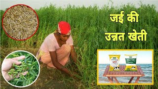 जई (Oats Farming) की उन्नत किस्म || 3-4 कटाई वाली जई || Oats green fodder in India🌾 जई की खेती 🌿 🐄