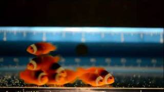 Premium Onyx Clownfish (97 DPH)
