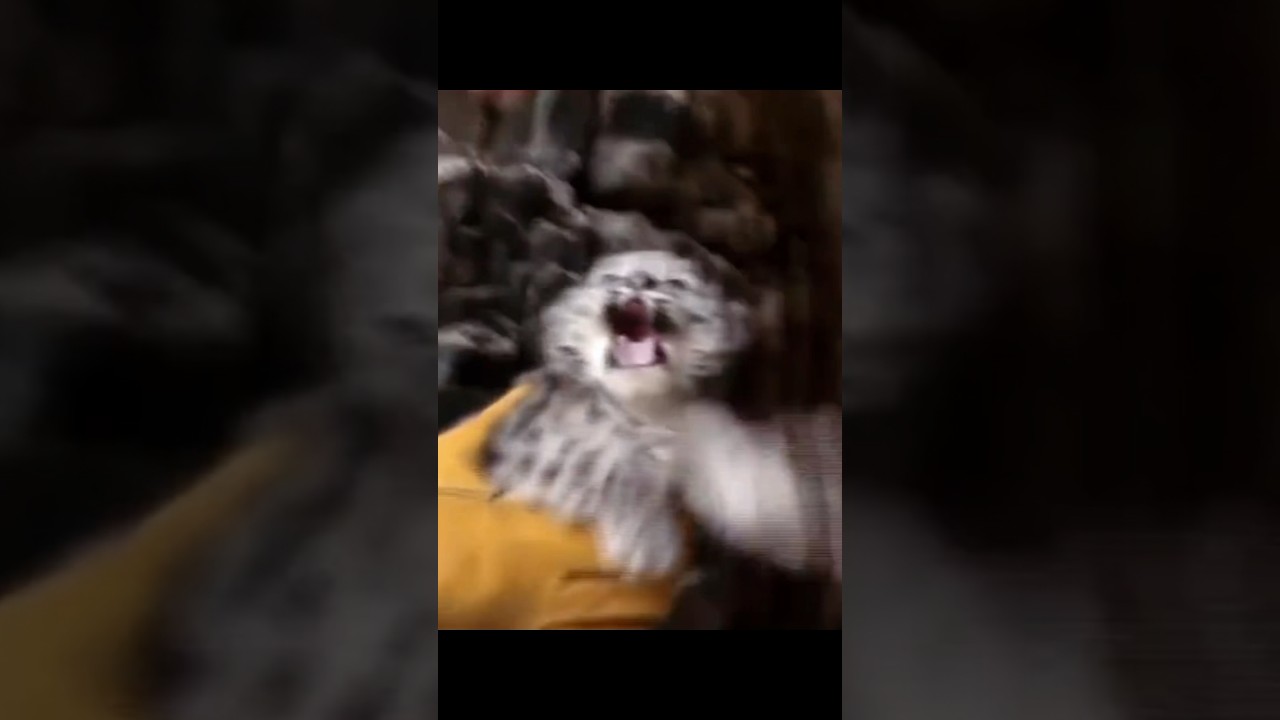 He Saved The Baby Snow Leopard☺️